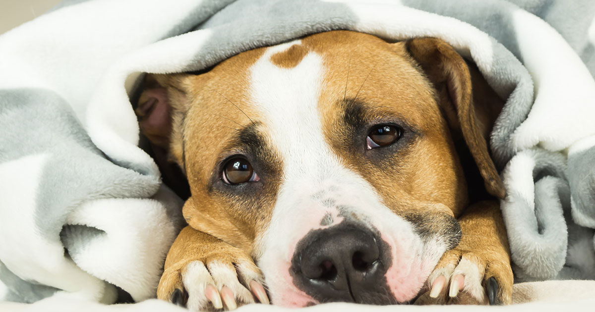 Hunde KrankenVersicherung Tierversicherungen