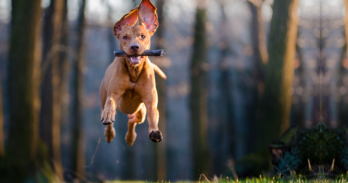 Hunde sicher plus Versicherung Tierversicherungen